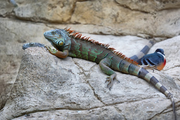 Green Iguana (also known as Common or American iguana)