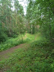 Obraz premium forest