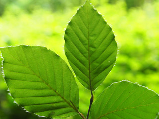 Buchenblätter im Wald
