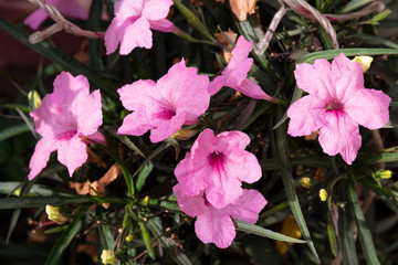 pink oleander flowers. Inflorescence of pink violet oleander in sunlight. Close-up. Pink oleander...