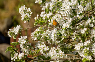 One robin in apple blossom