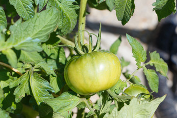 Tomate mûrissant au potager