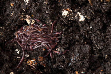 Earthworm in soil