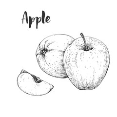 Vector handdrawn apple in the style of engraving. Organic hand drawn elements. Farm market sketch of fruits.