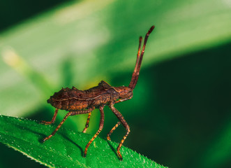 a young brown bedbug sorrel edge (Coreus marginatus) sits on a green leaf