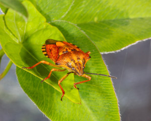 macro photo of insect bug stink on green leaves