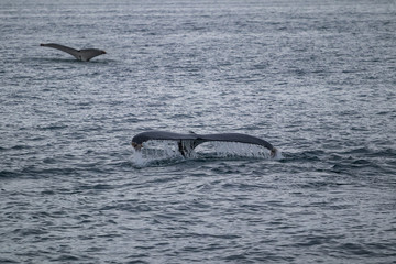 Whale Watching - Walbeobachtung