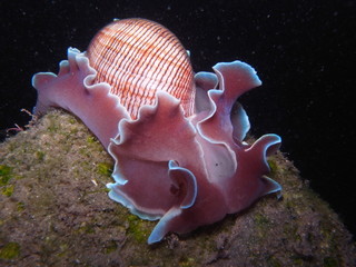 Pink Bubble Snail Rose Petal-Hydatina physis with light blue fringe in Sydney, Australia