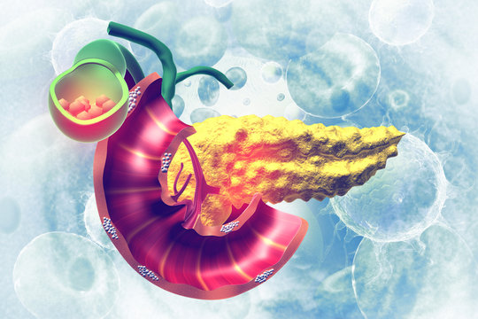 Human Pancreas