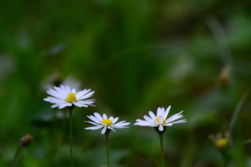 Маргаритка