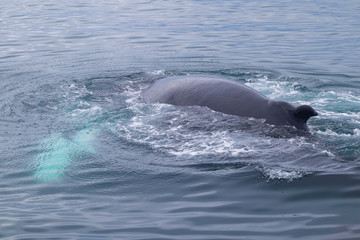 Whale Watching - Walbeobachtung