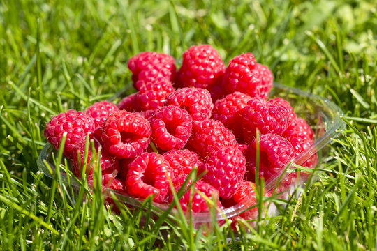 Raspberries on a plastic cup on the green grass field.