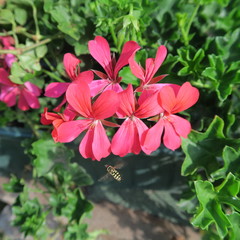 Pelargonium, delicately flowering geraniums in the summer garden