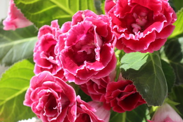 beautiful terry crimson gloxinia in the sun