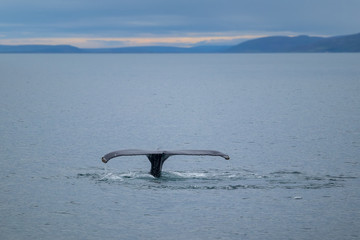Whale Watching - Walbeobachtung
