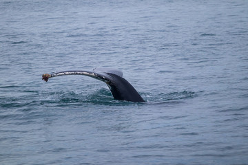 Whale Watching - Walbeobachtung