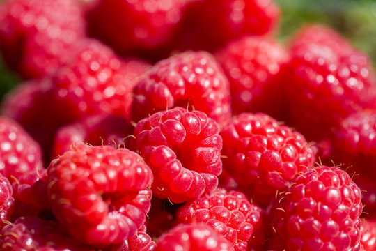 Closeup shot of fresh raspberries.