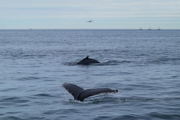 Whale Watching - Walbeobachtung