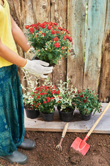 Girl wearing protective gloves holding a bush of red chrysanthemum ready to plant with wooden...