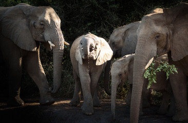 Junger Elefant in Südafrika, Hluhluwe-iMfolozi
