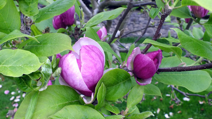 magnolia flower