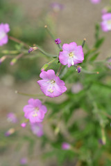 Great hairy willowherb