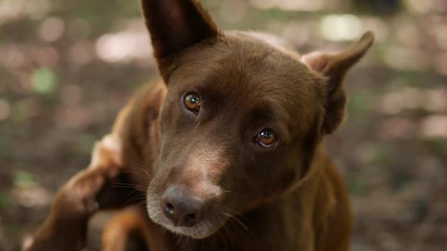 dog laying on the floor