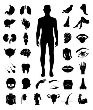 Big collection of human anatomy icons. Vector art.