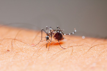 Close-up female mosquito (Aedes aegypti) sucking blood from human skin