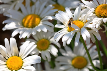 Fototapeta premium Macro shot of daisies.