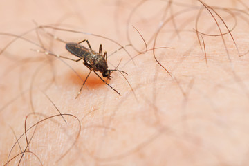 Close-up female mosquito sucking blood from human skin