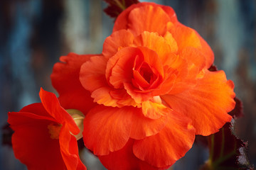 Red begonia blooming