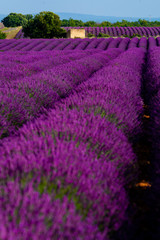 Fototapeta premium Lavander field