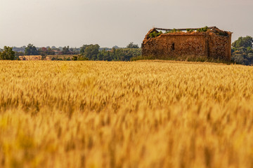 Fototapeta premium Grain field