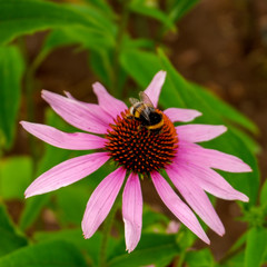 Insekten auf den Pflanzen