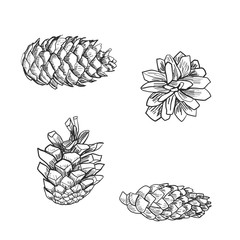 Detailed vector illustration of a pine cone isolated on white