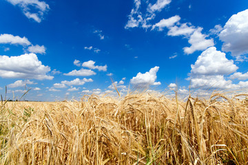 Fototapeta na wymiar Milder Spätsommer im Schwabenland: Weizenfelder, Ernte, Getreide, blauer Himmel, Landwirtschaft, Wolken :)