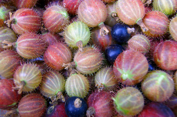 Berries of the gooseberry much