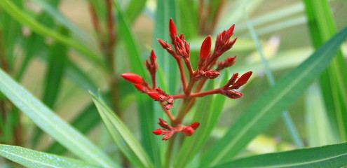 épi de fleurs de laurier rouge 