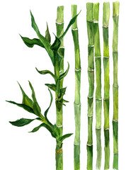 Bamboo Illustration of watercolor  isolated on white background