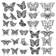 black butterfly, isolated on a white