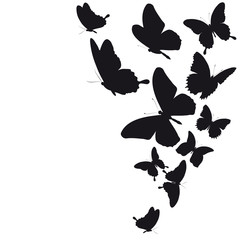 black butterfly, isolated on a white
