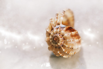 sea shell on black sand under rain droplets .