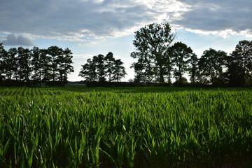 Fototapeta na wymiar pole kukurydzy