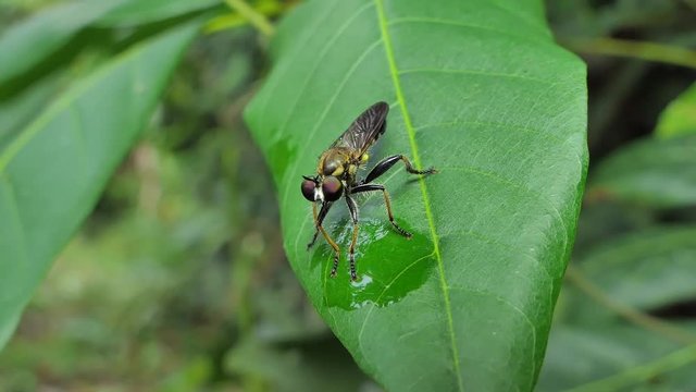 Robber Fly (Asilidae) on leaves in tropical rain forest.