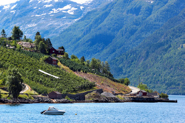 Fruit gardens on coasts of the Hardanger fjord, Hordaland county, Norway.