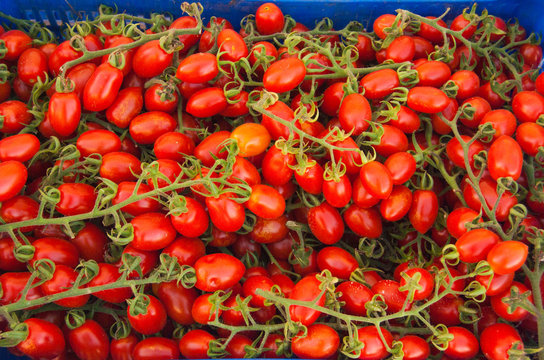 Tomatoes Datterino variety just picked from the plants