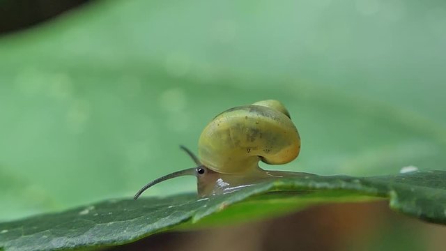 Snail (Sarika snail) was crawling on leaf in tropical rain forest.