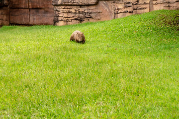 Wombat Walking on Grass