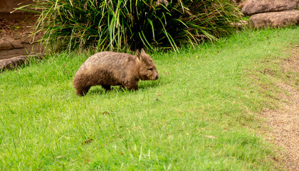 Wombat Walking on Grass
